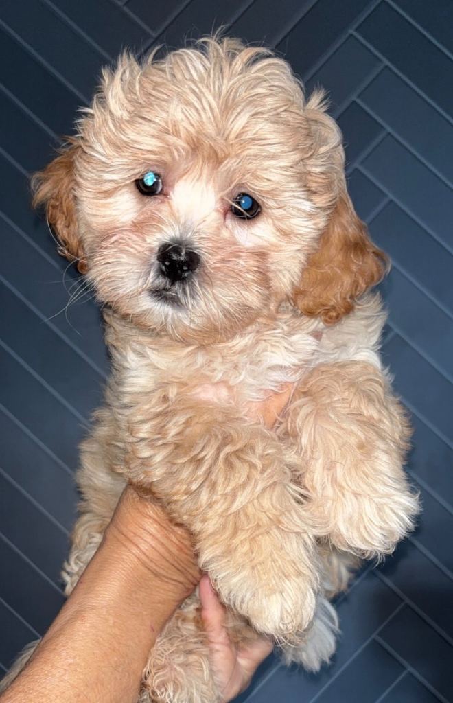 Beautiful F1 Shihpoos 