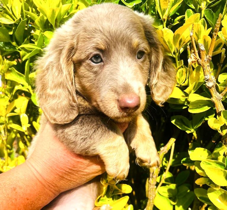 Miniature Dachsund Boys 