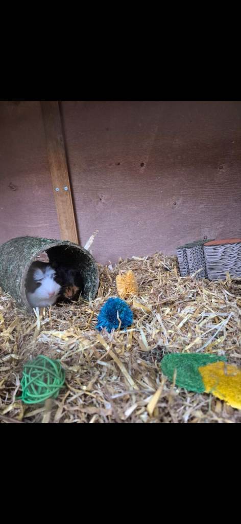 2x female sisters, 6 month old guineas pogd 