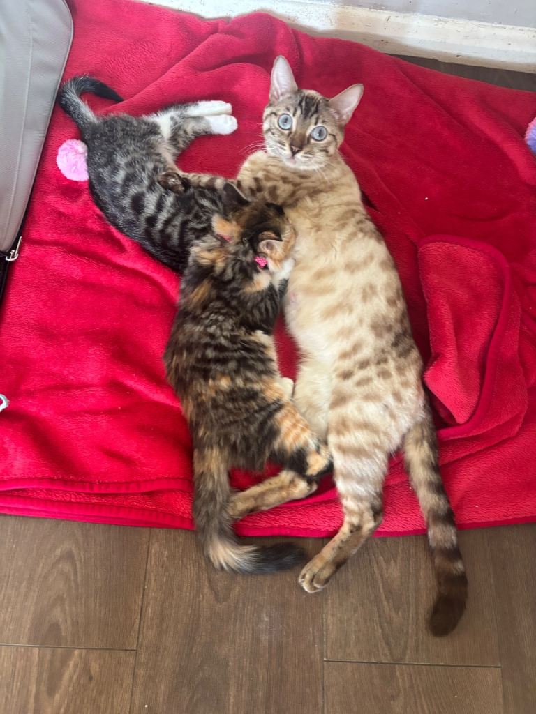 Male Bengal kitten 