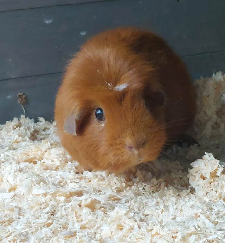 Guinea Pig and Hutch and accessories