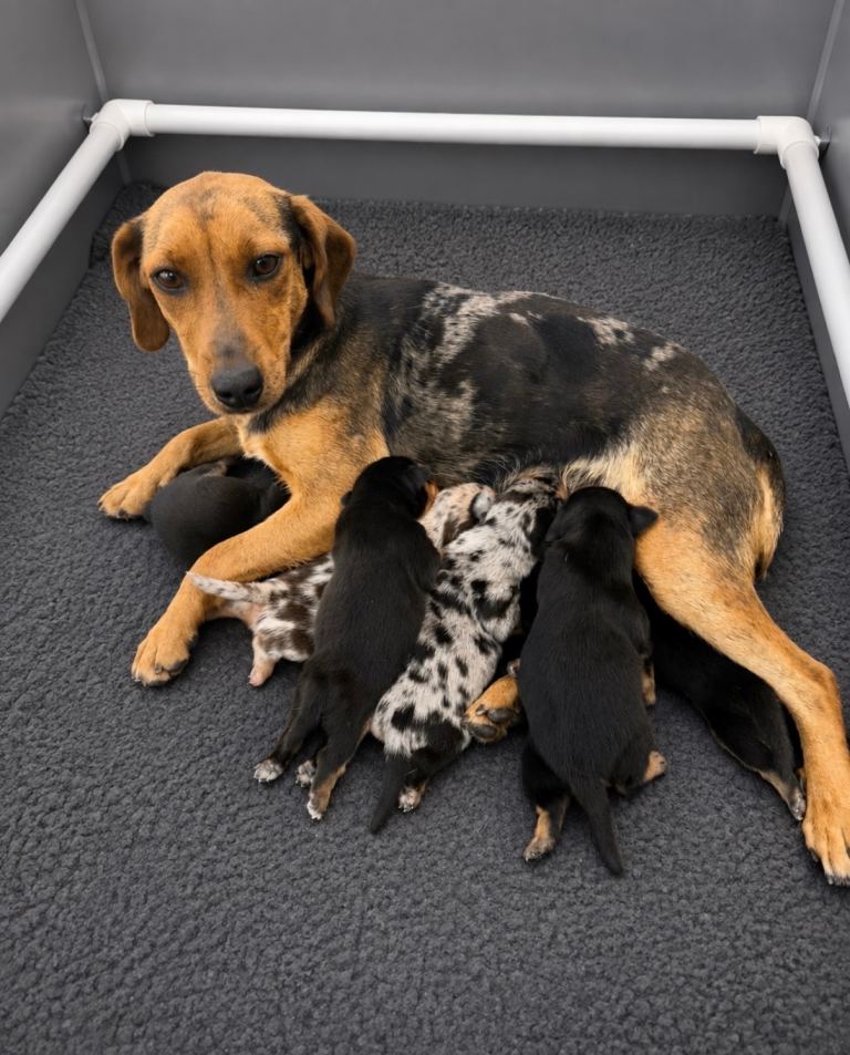 Jack Russel puppies 
