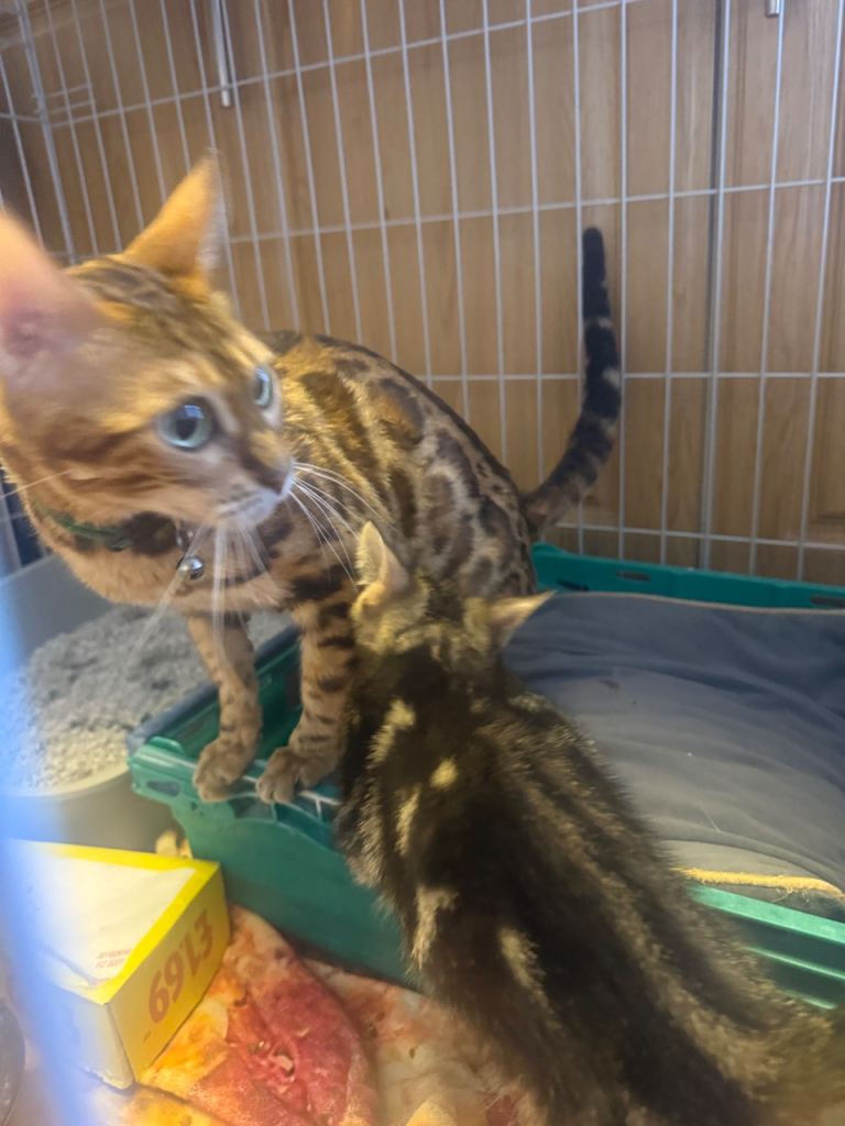 Mix Bengal kittens 