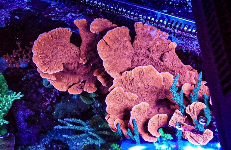 Scrolling Red Cap marine frag coral cheap postage 