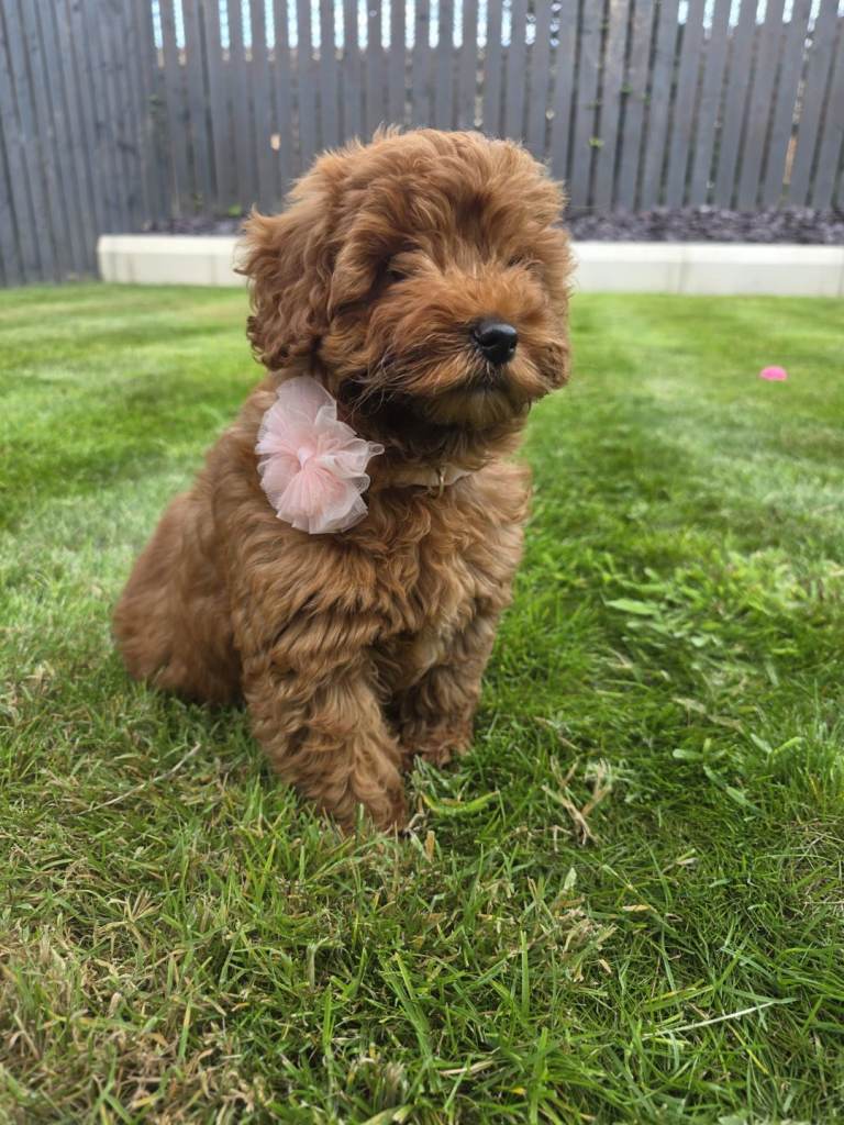 F2b Cockapoo 11week old puppy 
