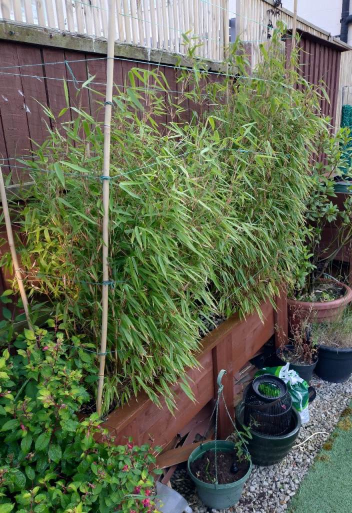 Healthy, established bamboo plant