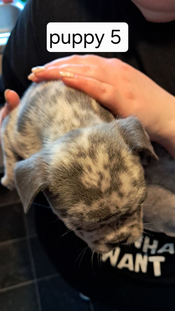 French bulldogs puppies 