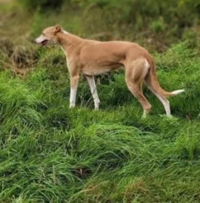 Lurcher pup 1 male pick of the litter