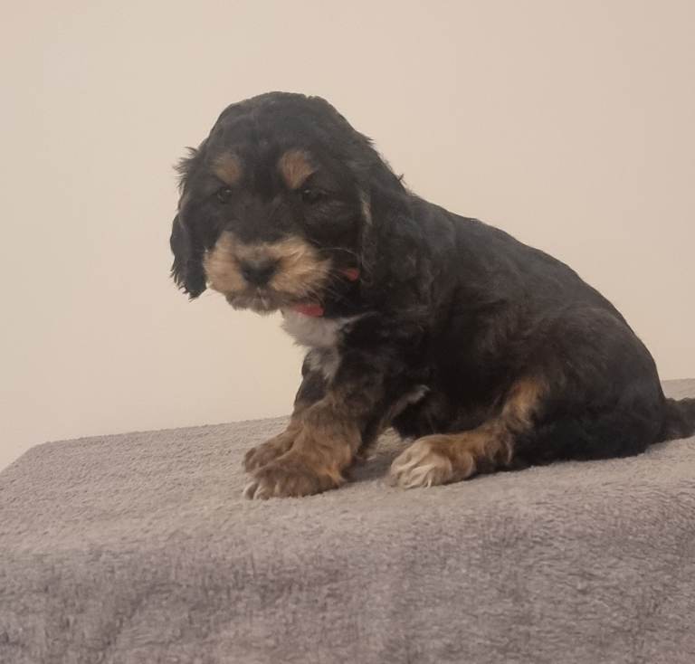 Cockapoo puppies 