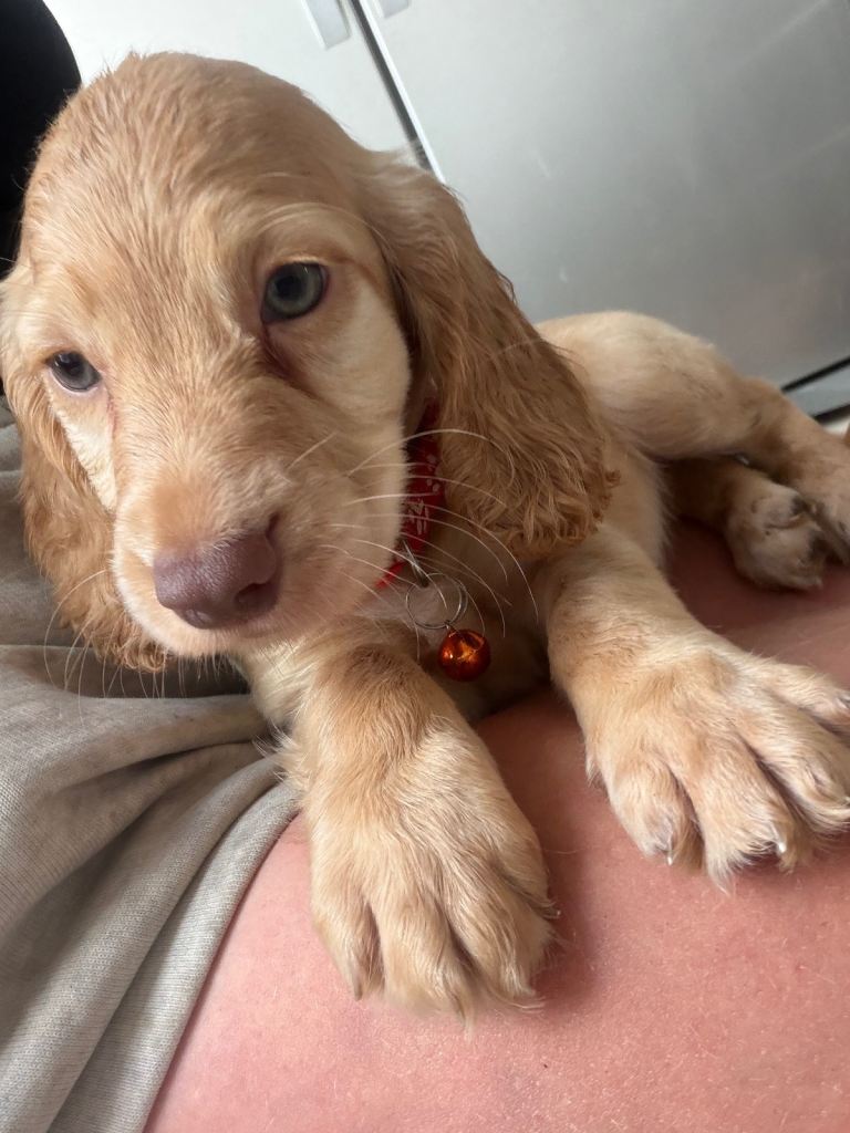 Cocker spaniel Puppies❤️