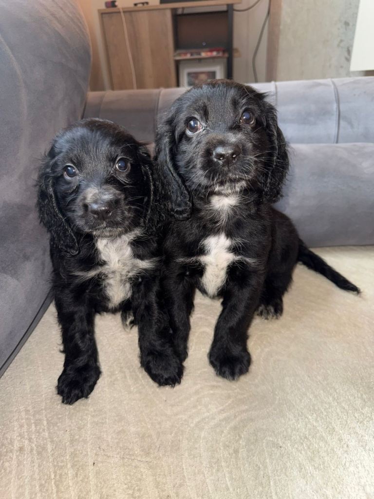 Cocker spaniel 