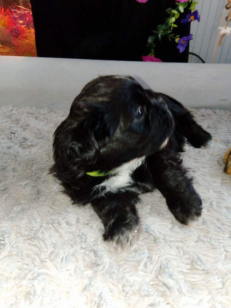 Mixed breed puppies