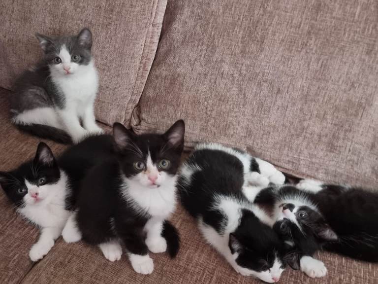 British short-hair kittens mixed