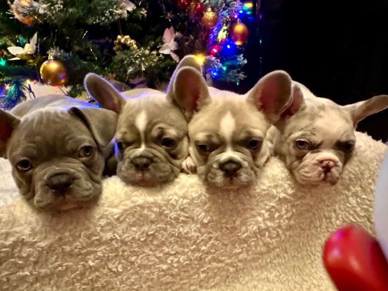 French Bulldog Puppies 