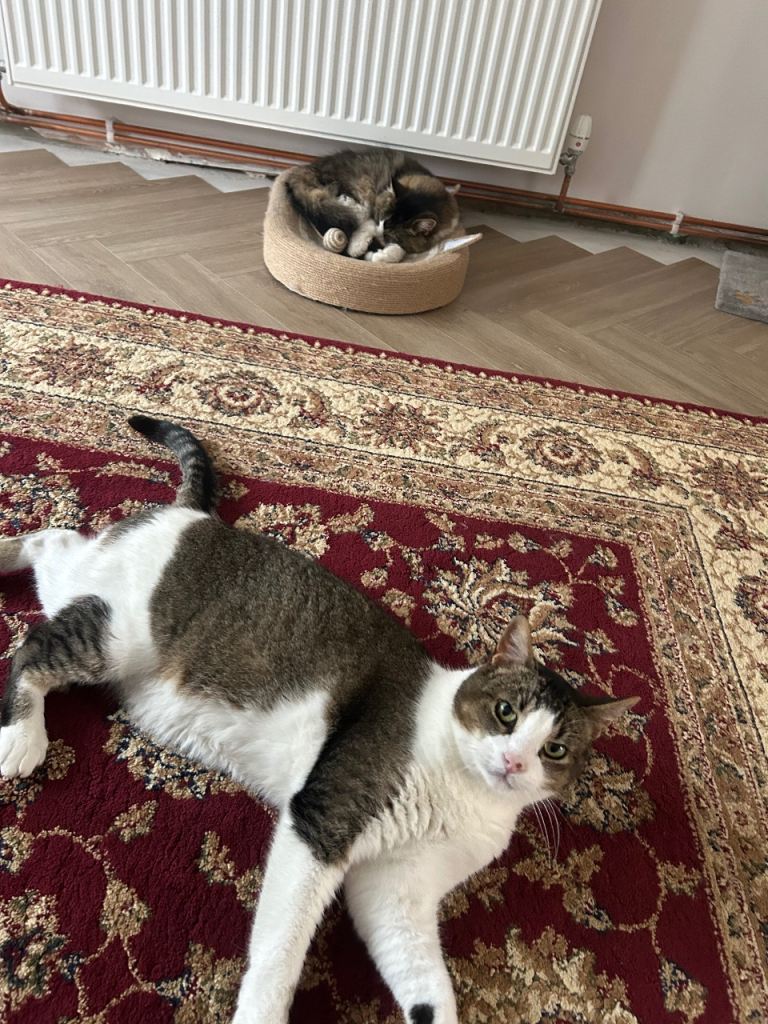 2 Cats in need of rehoming 