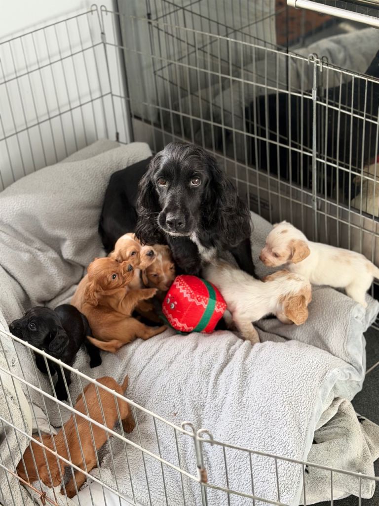 Gorgeous cocker spaniel pups 