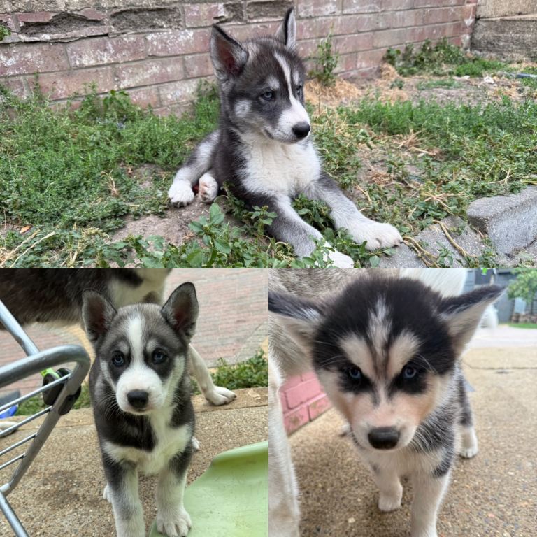 Siberian husky puppies for sale