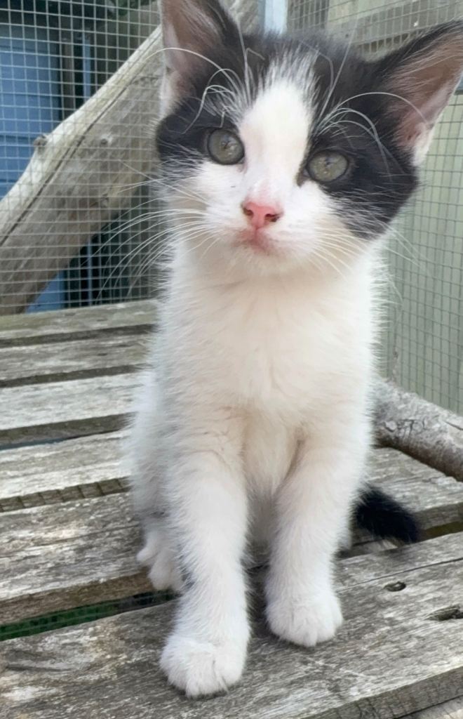 Adorable kitten for sale (last remaining)