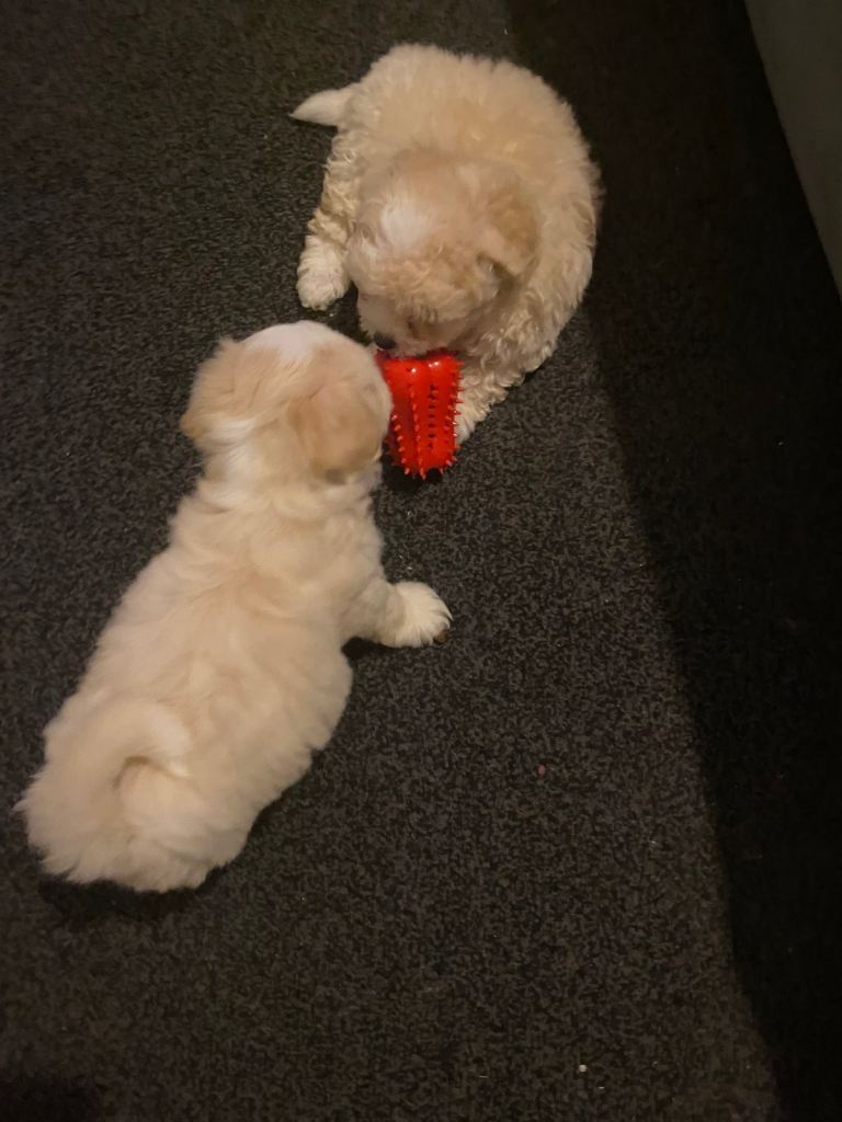 Rare colours beautiful maltipoo puppies