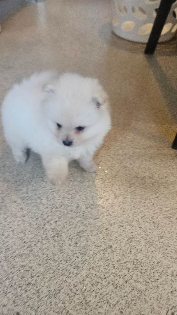 Pomeranian pups 8 weeks old white