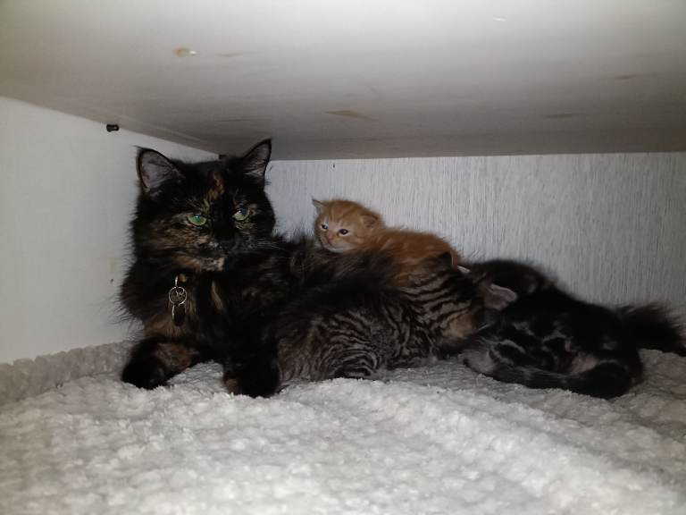Maine Coon Kittens for sale