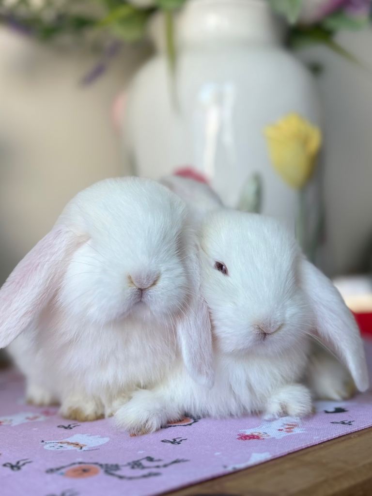 French lop babies 