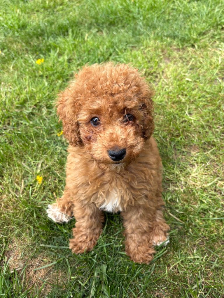 Cavapoo x toy poodle puppies