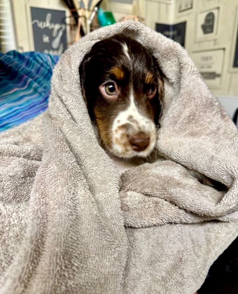 💜 ONLY 1 Tri-Coloured Cocker Stunning Girl 💜