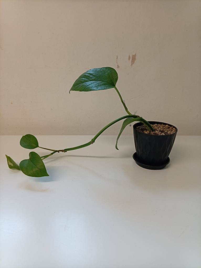 Pothos plant