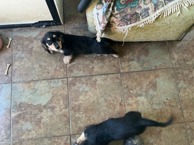 Dashound longhaired
