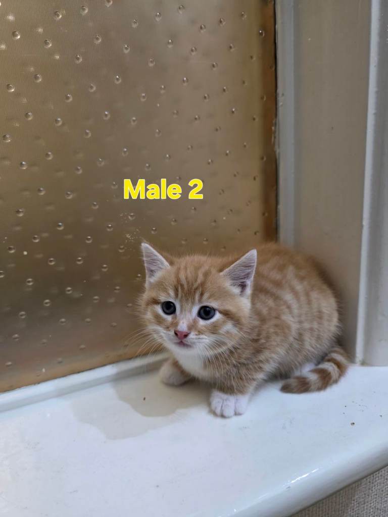 Beautiful Male Kittens 