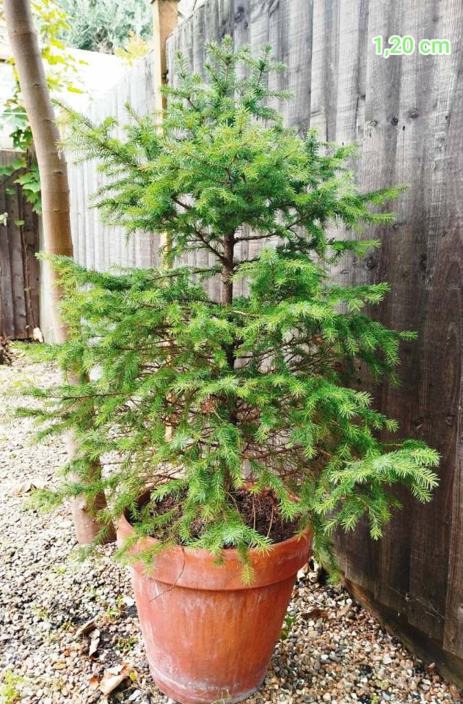 Potted Fir / Christmas Tree – approx. 1.2m – Terracotta Pot