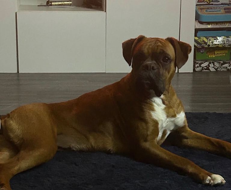 Boxer puppy’s 