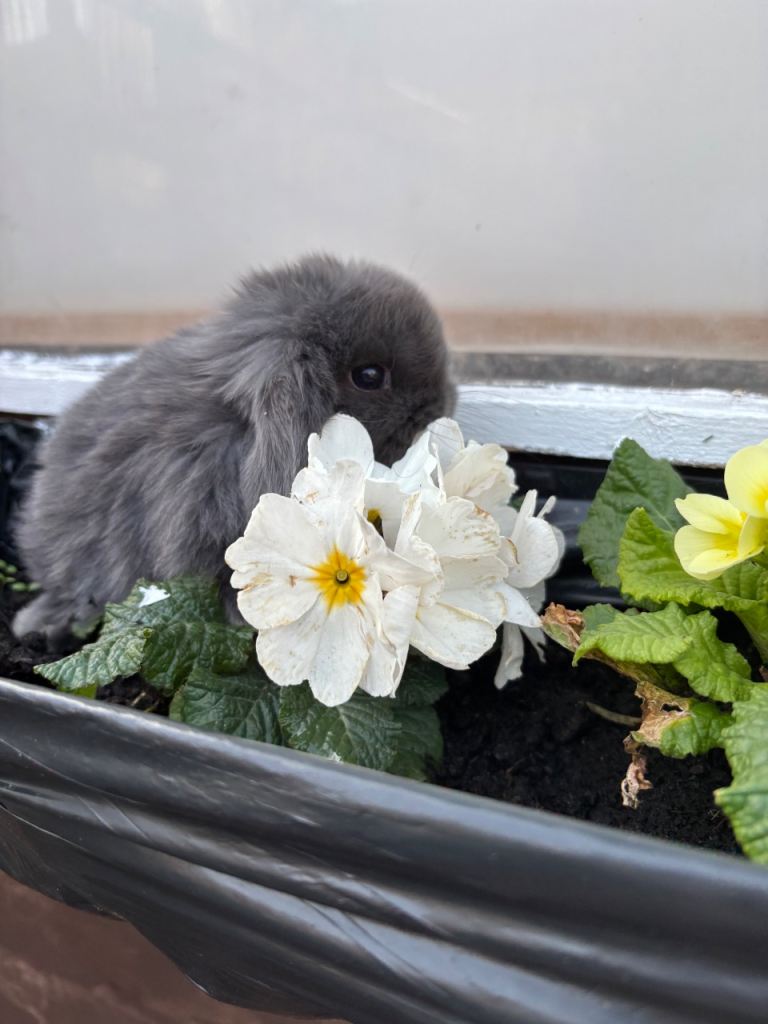 Mini lop baby bunnies 