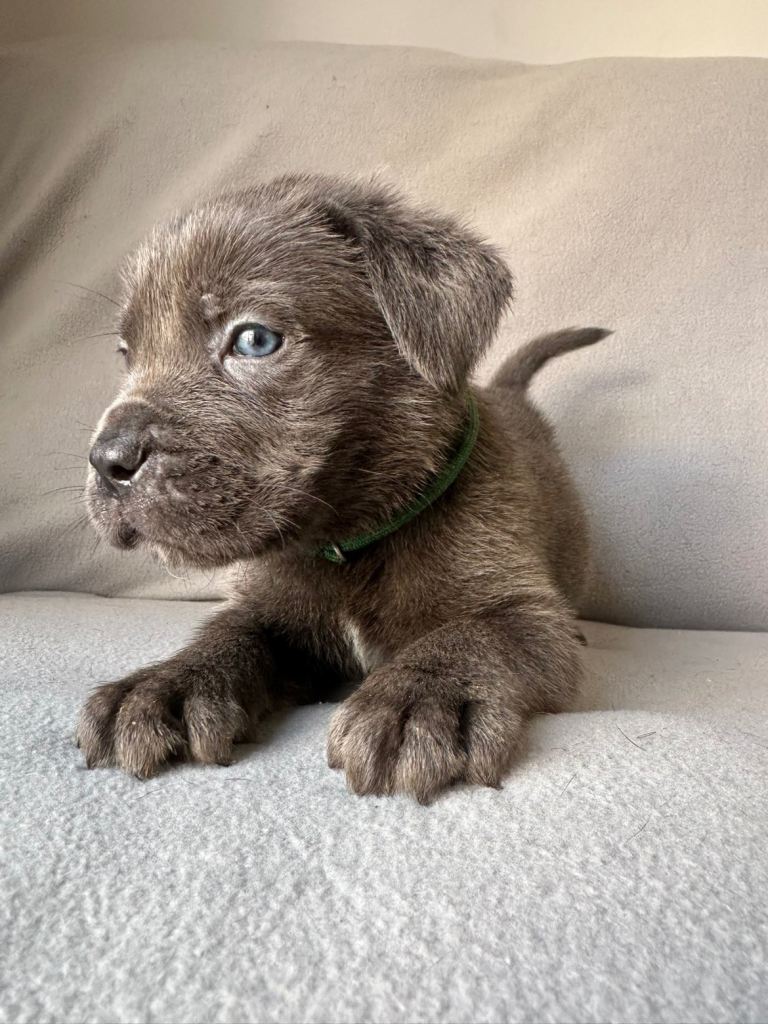 BLUE CANE CORSO PUPPIES FOR SALE 