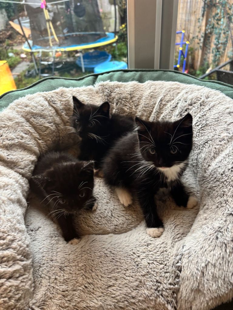 4 beautiful Tuxedo kittens ready for their  new homes