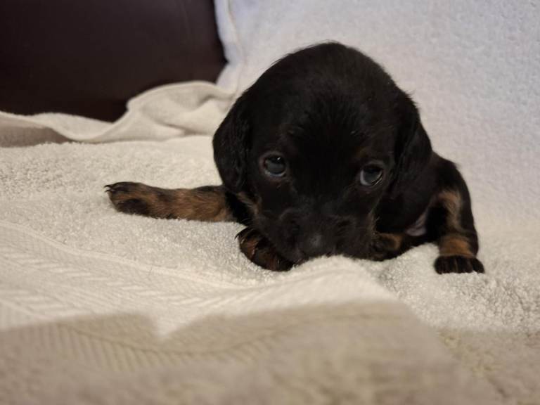 2 terrior x cockapoo puppies 