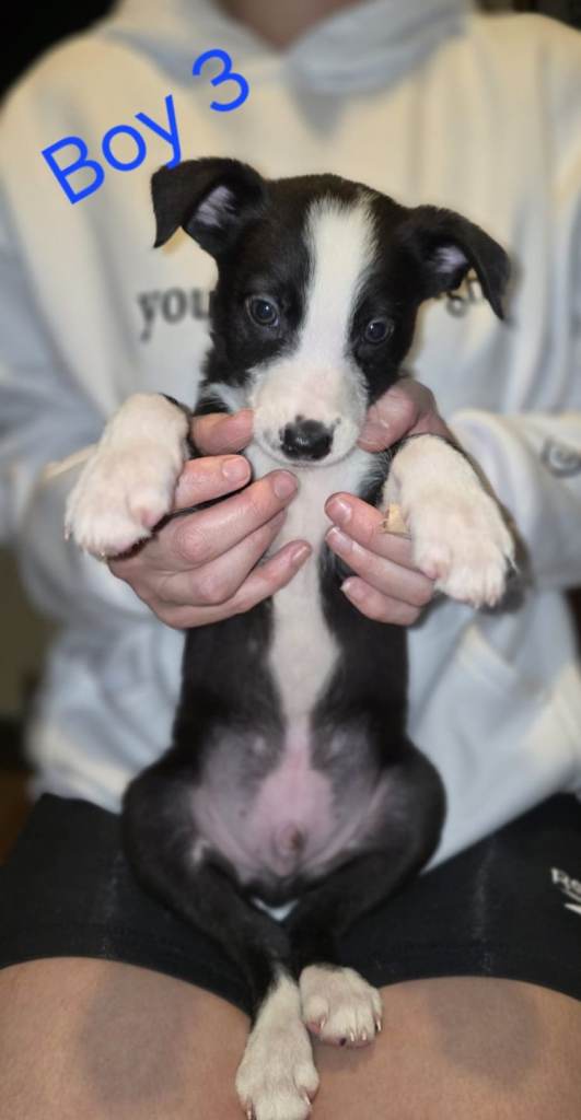 Border collie pups Ready now.