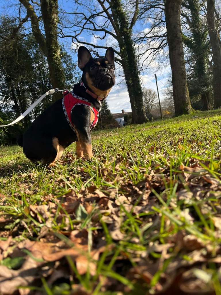French bulldog 
