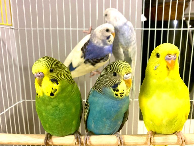 Beautiful Baby Budgies & Cages - Various Mutations!