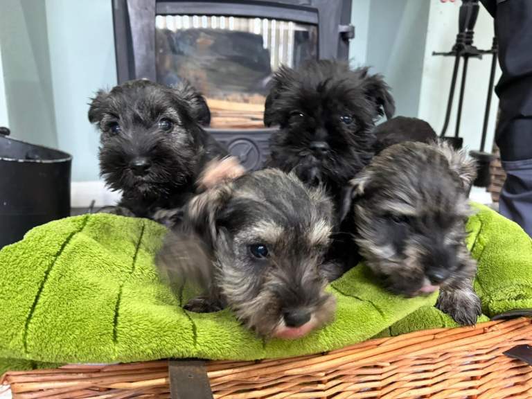 MINIATURE SCHNAUZER (KENNEL CLUB REGISTERED