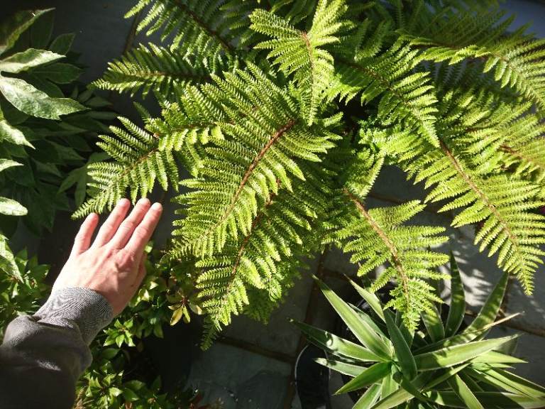 Large Healthy Fern - Well-Established in 20L Pot