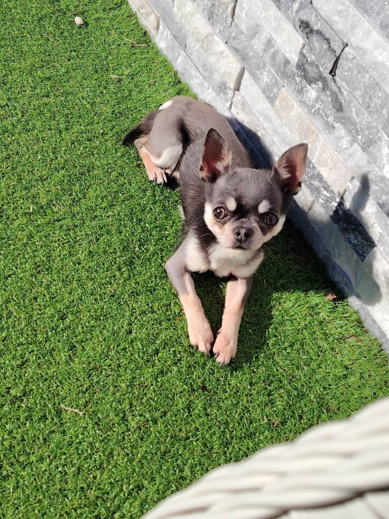 Kc registered neutered boy now reserved 