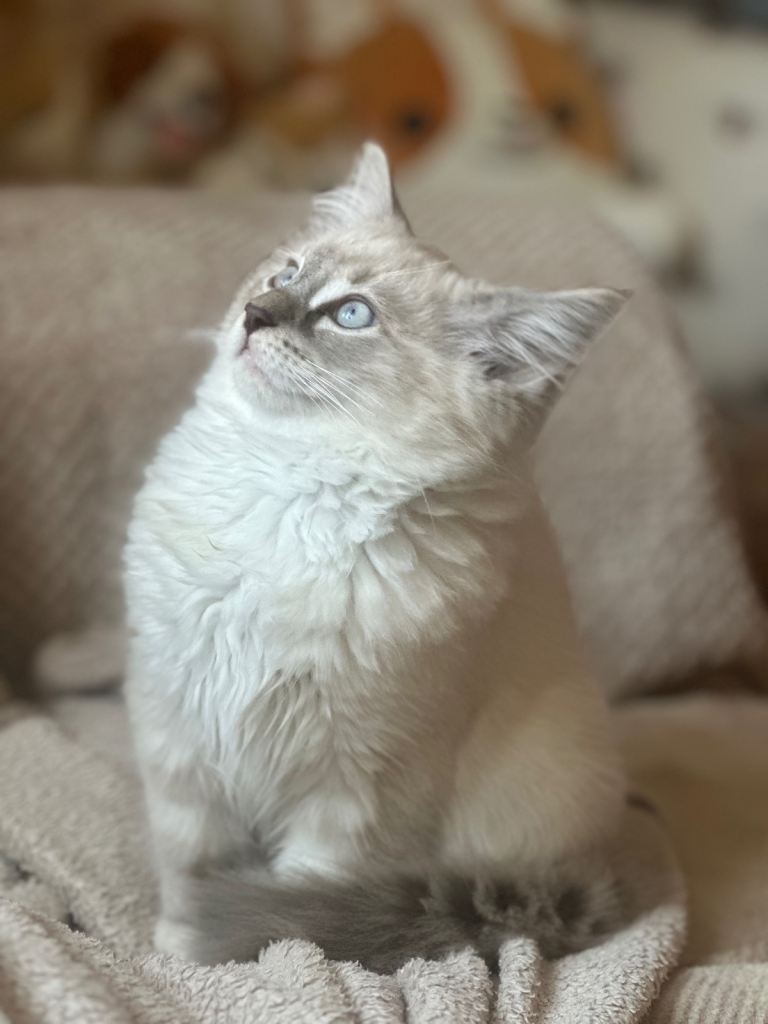 Stunning 3/4 Ragdoll male blue mitted lynx kitten