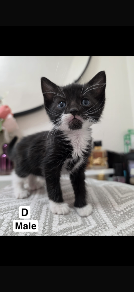 2 beautiful kitten left for sale 