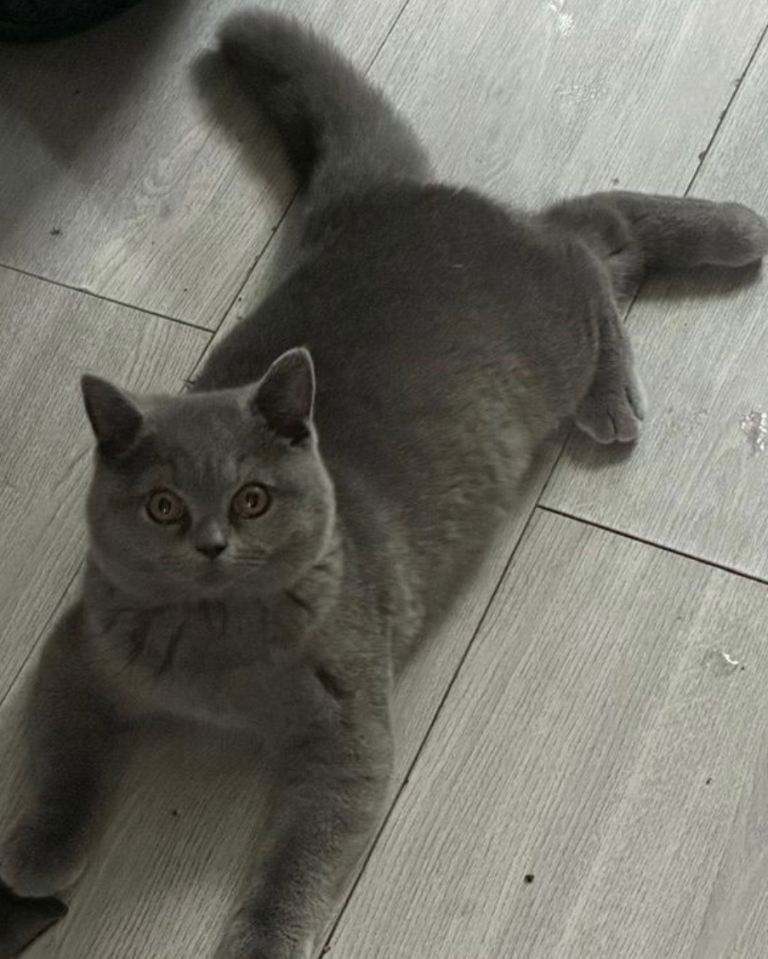 British short hair cat