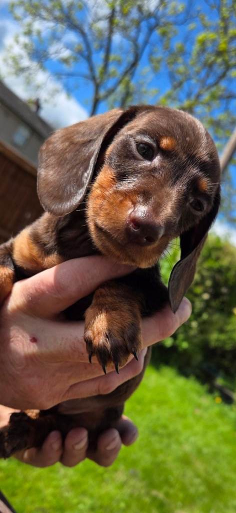 Daschund puppies