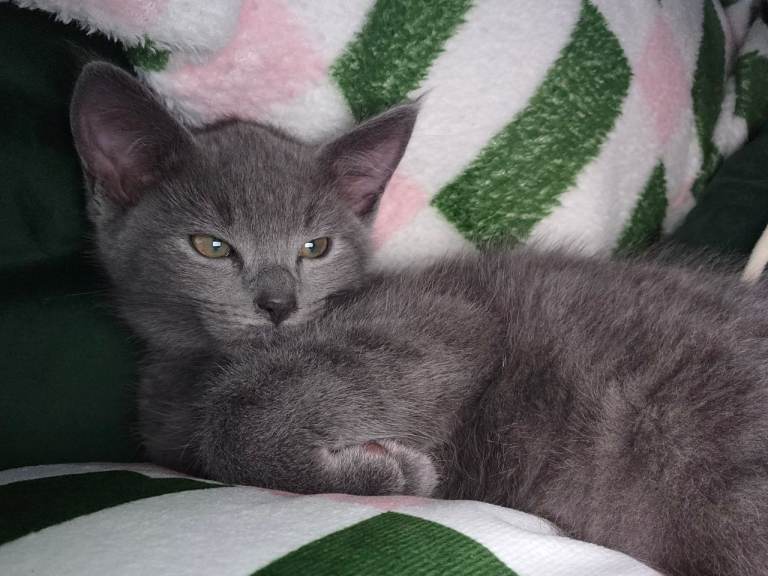 Male Blue Kitten