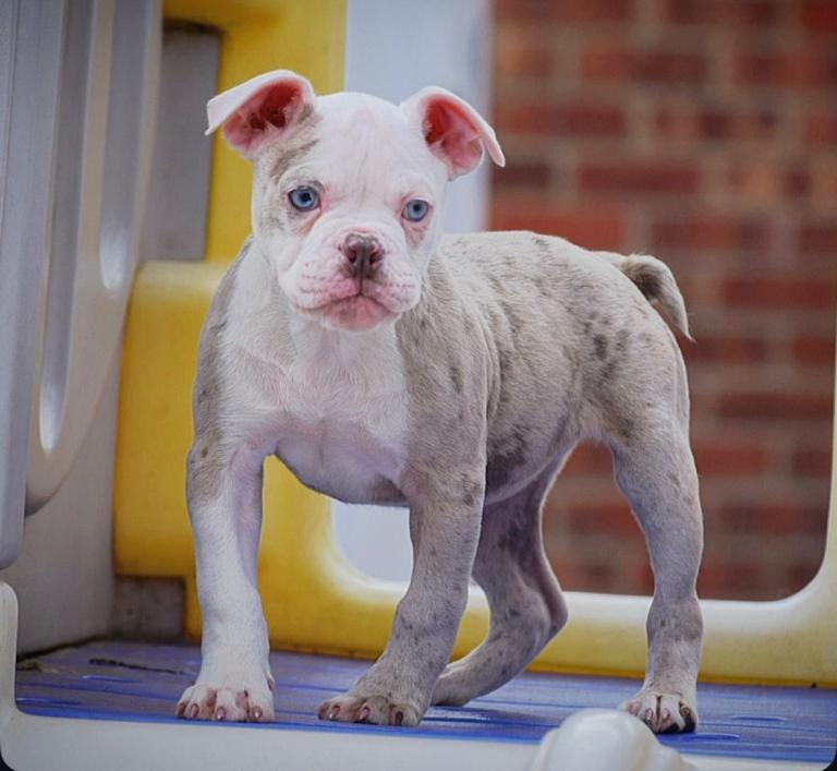 Olde English bulldog, Old Tyme bulldog, bulldog