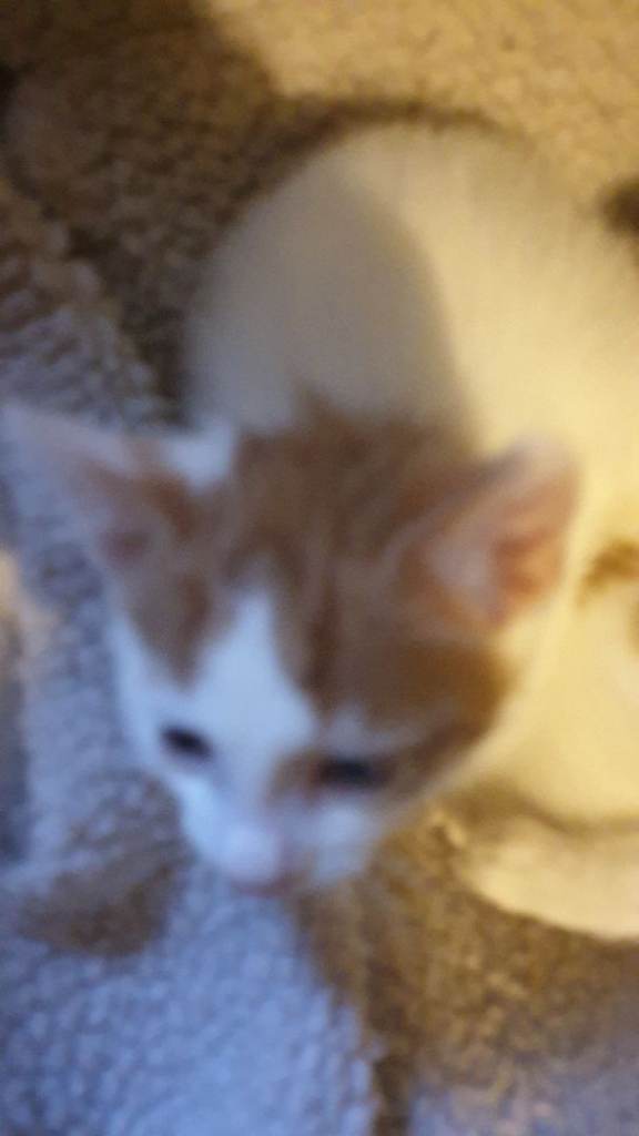 1 friendly playful kittens ⭐